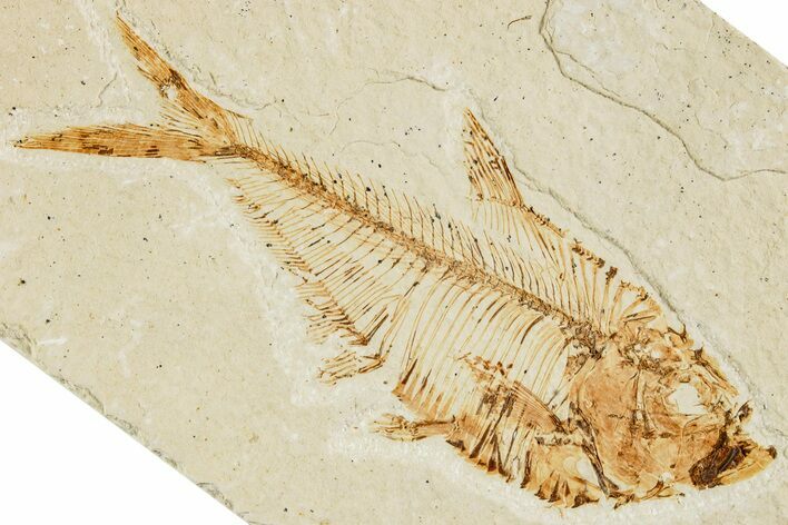 Fossil Fish (Diplomystus) - Green River Formation #233095